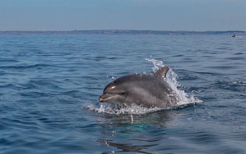 Дельфины черного моря опасны ли для человека. Дельфин Афалина Черноморская. Афалины в черном море. Черноморская Афалина фото. Черноморская Афалина в Краснодарском крае.